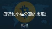 母貓和小貓分離的表現(怎么讓母貓和小貓分離)