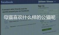 母貓喜歡什么樣的公貓呢(貓喜歡什么樣的窩睡覺)
