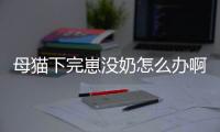 母貓下完崽沒(méi)奶怎么辦啊？母貓產(chǎn)小貓后沒(méi)奶