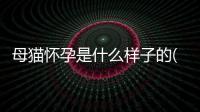 母貓懷孕是什么樣子的(貓懷孕是什么樣子的圖)