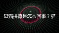 母貓拱背是怎么回事？貓拱著身子是什么意思