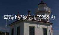 母貓小貓被送走了怎么辦？母貓小貓送走后抑郁癥的表現