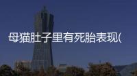 母貓肚子里有死胎表現(貓生孩子需要去醫院嗎)