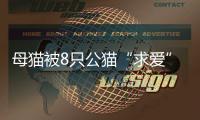 母貓被8只公貓“求愛”，無法拒絕也不能脫身，卻靠一把狗糧解圍