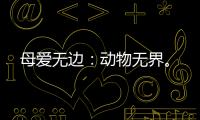 母愛無邊：動物無界。