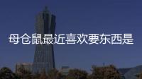 母倉鼠最近喜歡要東西是什么情況呢？母倉鼠為什么喜歡咬人