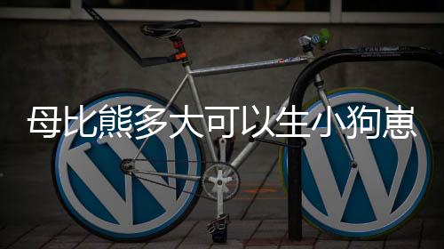 母比熊多大可以生小狗崽(母比熊多大可以生小狗了)