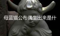 母藍貓公布偶生出來是什么樣的(母藍貓和公布偶配出來長什么樣子)