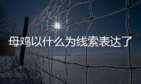 母雞以什么為線索表達(dá)了什么 母雞課文以什么為線索