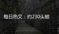 每日熱文：約230頭鯨魚在澳大利亞擱淺：只有35頭活了下來