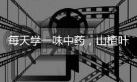 每天學一味中藥，山楂葉！