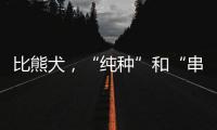 比熊犬，“純種”和“串串”如何區分？ 比熊犬 純種 長大后