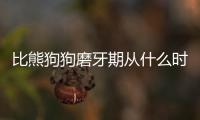 比熊狗狗磨牙期從什么時候開始的？比熊狗狗磨牙期是在幾個月