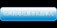 比熊狗嘔吐是怎么回事兒？比熊犬嘔吐怎么辦