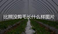 比熊沒剪毛長什么樣圖片？比熊如果不剪毛會長成什么樣