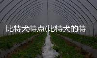 比特犬特點(比特犬的特點和性格)