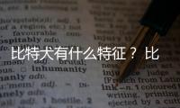 比特犬有什么特征？ 比特犬的特點