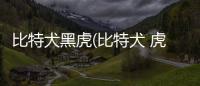 比特犬黑虎(比特犬 虎)