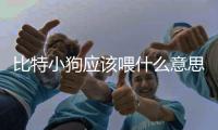 比特小狗應(yīng)該喂什么意思的食物(比特小狗怎么喂養(yǎng))