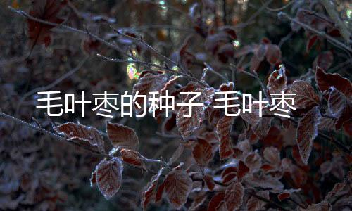毛葉棗的種子 毛葉棗