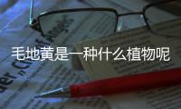 毛地黃是一種什么植物呢 毛地黃有什么作用呢