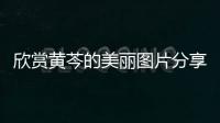 欣賞黃芩的美麗圖片分享