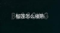 榴蓮怎么催熟