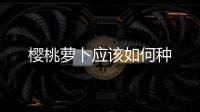 櫻桃蘿卜應(yīng)該如何種