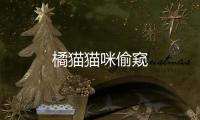 橘貓貓咪偷窺