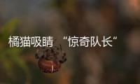 橘貓吸睛 “驚奇隊長”服藥抗過敏