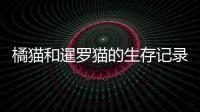橘貓和暹羅貓的生存記錄，橘貓和暹羅的后代照片
