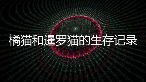 橘貓和暹羅貓的生存記錄，橘貓和暹羅的后代照片