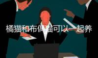 橘貓和布偶貓可以一起養嗎知乎(橘貓和布偶貓串串圖)
