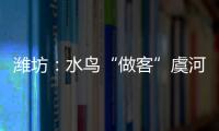 濰坊：水鳥“做客”虞河景區美麗畫卷引人醉