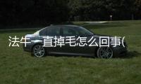 法牛一直掉毛怎么回事(法牛總是掉毛怎么辦)