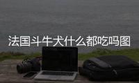 法國斗牛犬什么都吃嗎圖片？法國斗牛犬吃什么主食