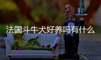 法國斗牛犬好養嗎有什么缺點，法國斗牛好養嗎