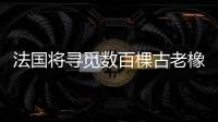 法國將尋覓數百棵古老橡樹，以重建圣母院尖頂（圖）
