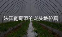 法國葡萄酒的龍頭地位真不保了嗎？