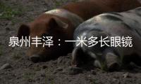 泉州豐澤：一米多長眼鏡蛇闖民宅 社區(qū)連夜驅(qū)逐