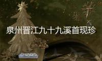 泉州晉江九十九溪首現(xiàn)珍稀鳥類紅胸田雞