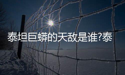 泰坦巨蟒的天敵是誰?泰坦巨蟒可以敵過任何生物嗎