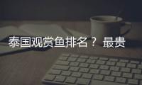 泰國觀賞魚排名？ 最貴觀賞魚價格排名