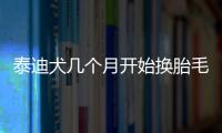 泰迪犬幾個月開始換胎毛了？泰迪幾個月可以脫胎毛