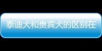 泰迪犬和貴賓犬的區(qū)別在哪里？泰迪犬和貴賓有什么區(qū)別