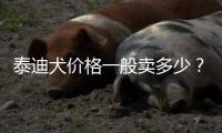 泰迪犬價(jià)格一般賣多少？ 泰迪幼犬價(jià)格一般多少