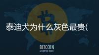 泰迪犬為什么灰色最貴(灰色泰迪犬4200貴嗎)