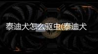 泰迪犬怎么驅蟲(泰迪犬體外驅蟲后多久能洗澡)