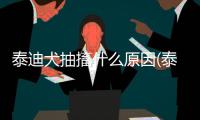 泰迪犬抽搐什么原因(泰迪犬一直叫什么原因)