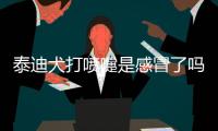 泰迪犬打噴嚏是感冒了嗎怎么辦？泰迪狗打噴嚏是感冒嗎
